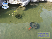 魚池過濾器安徽淮北錦鯉過濾器濃綠水高濁水水體水質解決方案