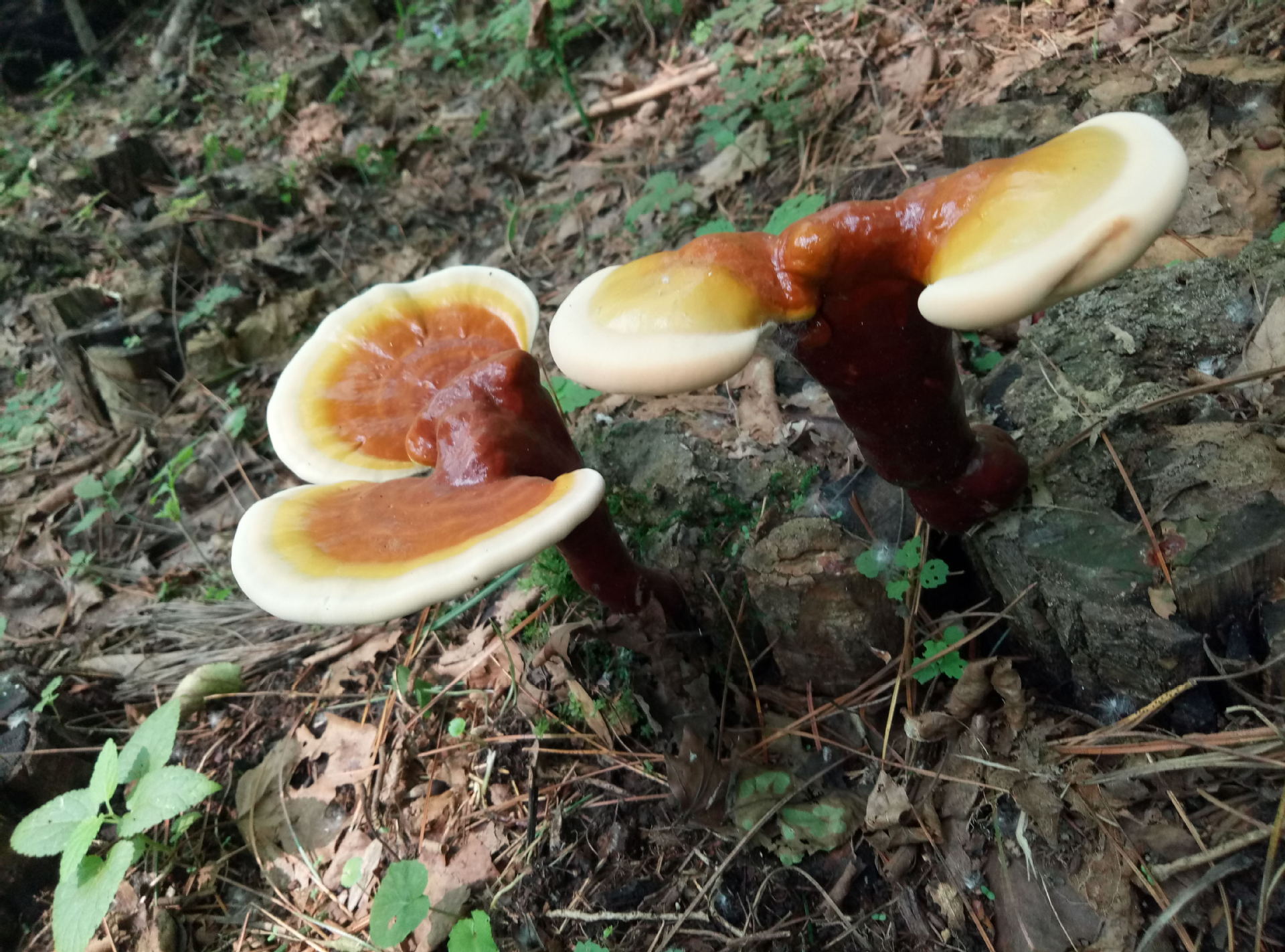 武平半野生灵芝 林下椴木天然紫灵芝 不苦灵芝福建特产山上基地-阿里巴巴