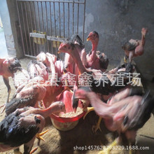广西斗鸡价格 一斤多的斗鸡价格 出售纯种越南斗鸡 现场斗鸡视频