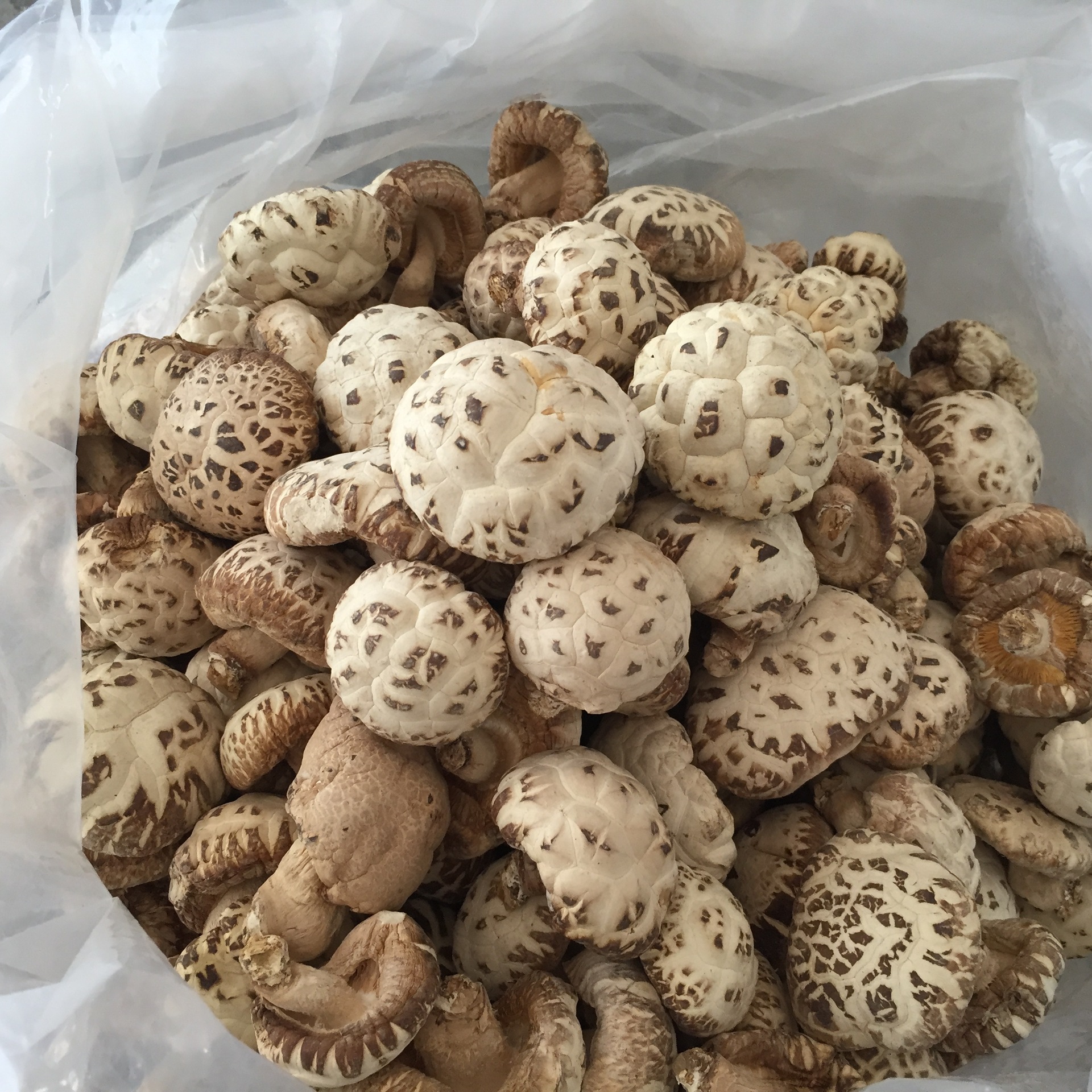 【Yu Yi Herbs】白花菇 White Mushroom - 150g