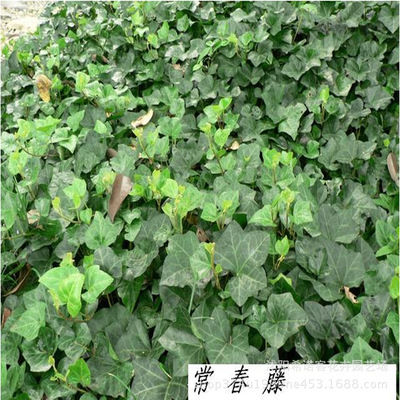 大量供应常青藤 多种规格常青藤苗 成活率高 价格优|ru