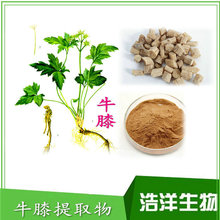 牛膝提取物 牛膝多糖20%  怀牛膝速溶粉 喷雾干燥