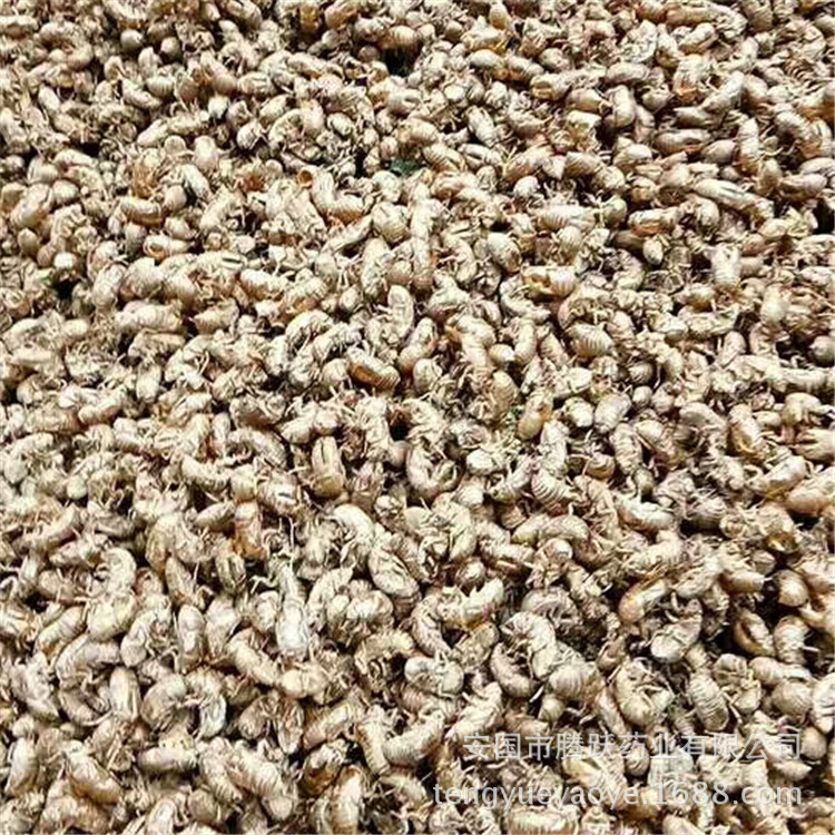 Cicada Slough Chan Tui 蝉蜕 Dried Whole Insect Molt Natural Sun-Dried Traditional Chinese Herb 1000g quality and texture
