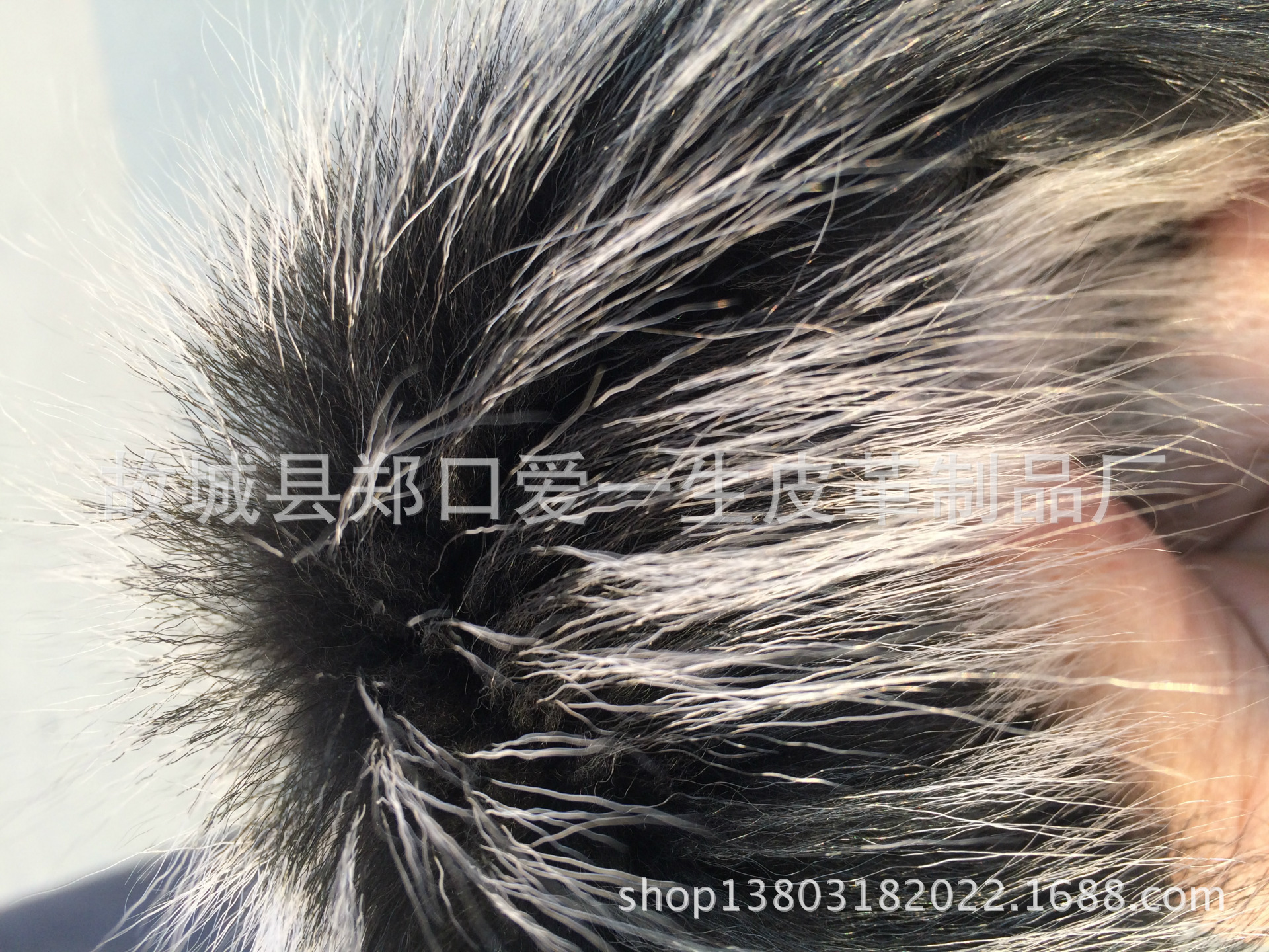 IMG_6231[1]