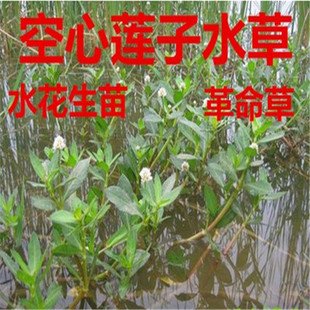 ˮܽ���� ˮ���J�� ˮ������ ���~��Ƽˮ��ֲ�����ˮ�|�����쾰