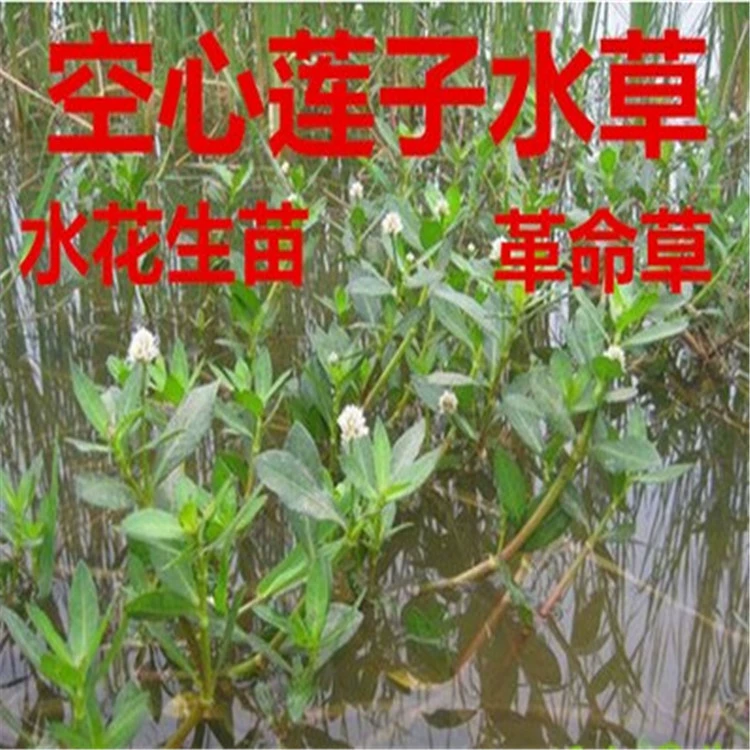 Вода Гибискус рассада Вода Гиацинт рассада Водный цветок рассада Крупнолистная ряска Гидропонная очистка растений Качество воды Аэробный пейзаж