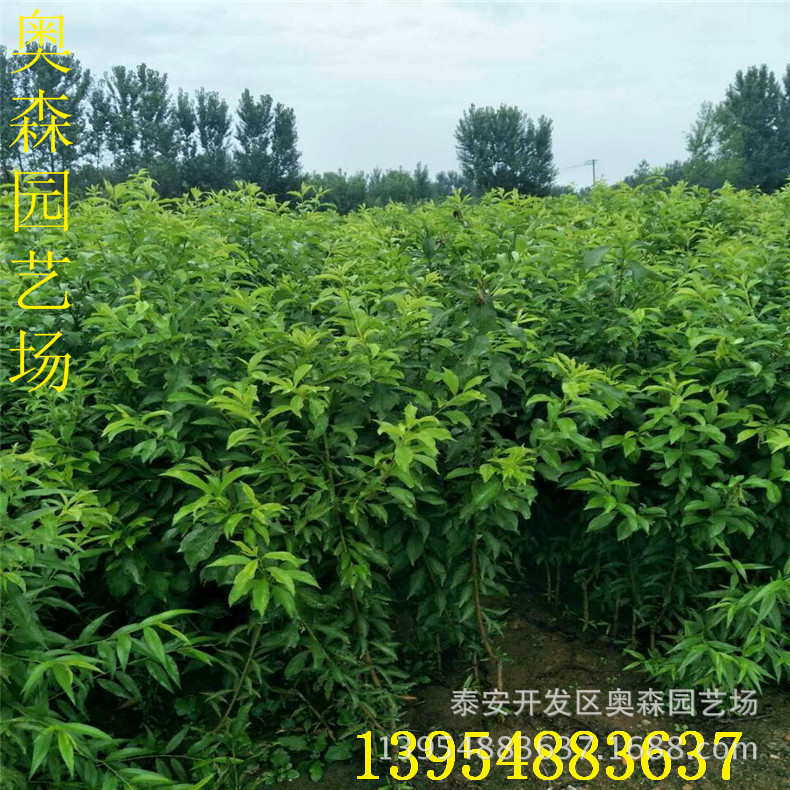 mmexport1504073206044