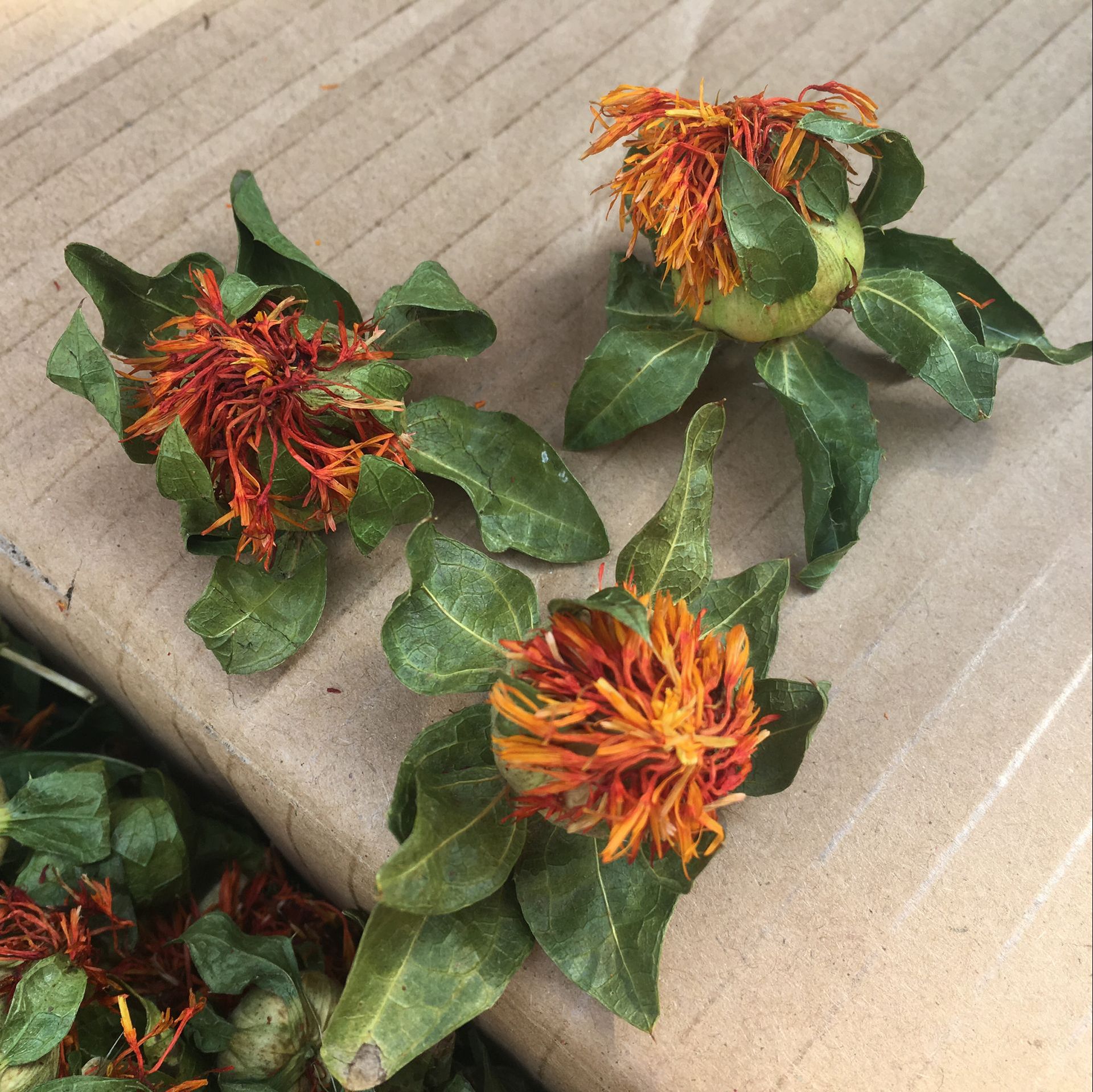 Safflower Ball Cheng Bo Luo Herbal Flower Tea Loose Dried Botanical for Traditional Infusions overview
