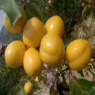 ���ع����Ә� ���������Ә� �½�С���� �oë ��ȸ�