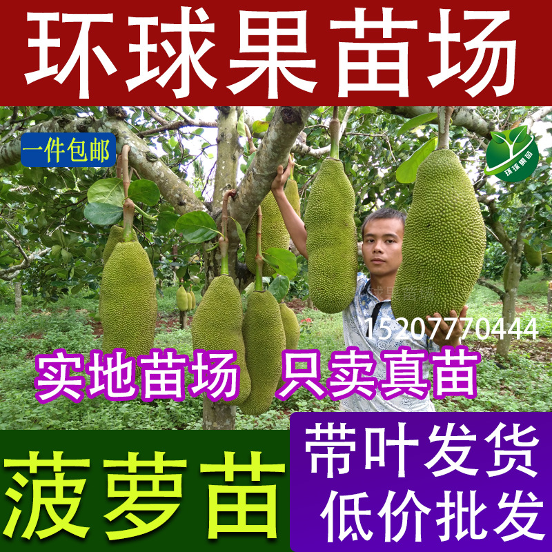 菠萝蜜苗