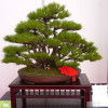 Black pine bonsai tree seeds Japanese pine tree family garden viewing indoor potted plant seeds 20 capsules