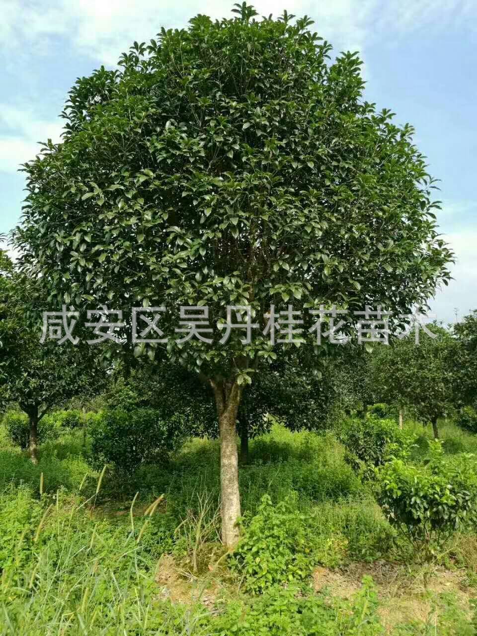 mmexport1504398979931