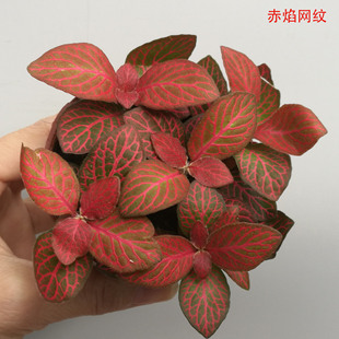 ΢^ֲ l^~СGֲ΢^СֲA80Wy