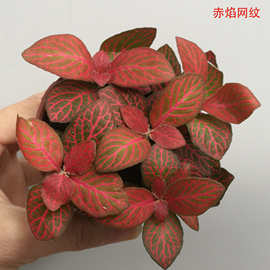 微景观植物 批发观叶小绿植微景观小植物（A80）赤焰网纹草