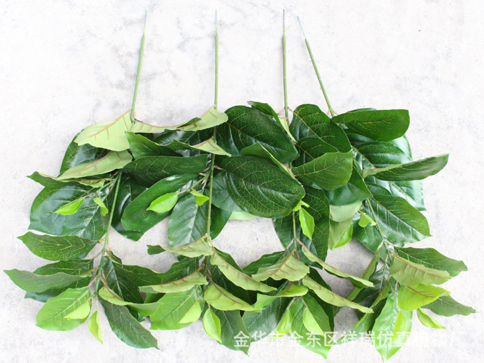 XRB-170鍗曟灊棣欐灉鏍戝彾22鍙??