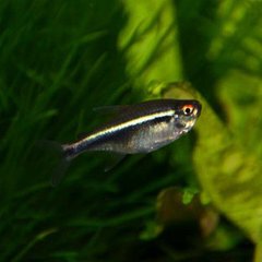 Black Lamp Fish, Black Lotus Lamp Fish, Carp Family, Black Lotus Lamp, Black Lamp, Black Neon, Group Swimming Lamp Fish, Lamp Family