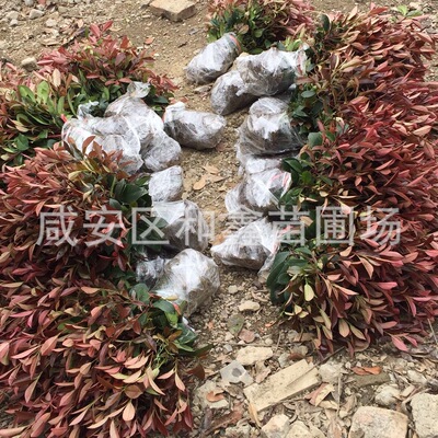 苗圃直销 红叶石楠带营养钵30-50厘米红花继木 金森女贞 金边黄杨|ms