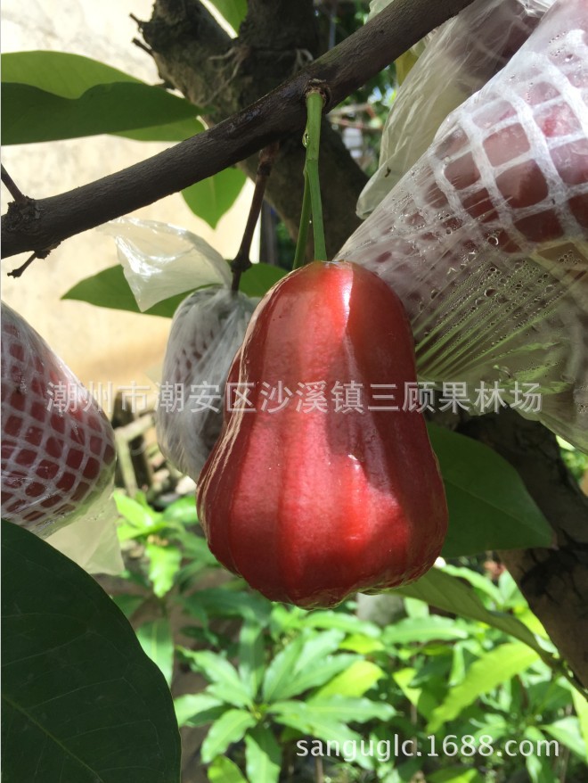 天桃果树,扁桃果树,果树_大山谷图库