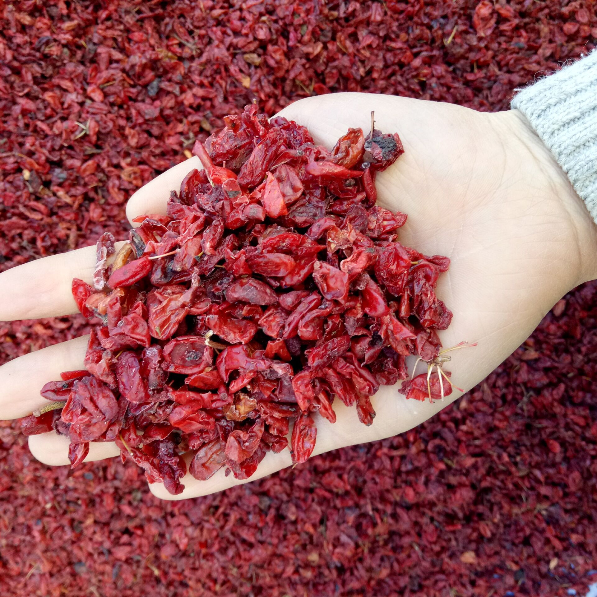 Cornus Fruit Shan Zhu Yu 山茱萸 Dried Asiatic Dogwood Fruit 500g Traditional TCM Herb specifications