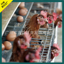 Vchicken cage factory T\ÿɳڵu\ Fz\