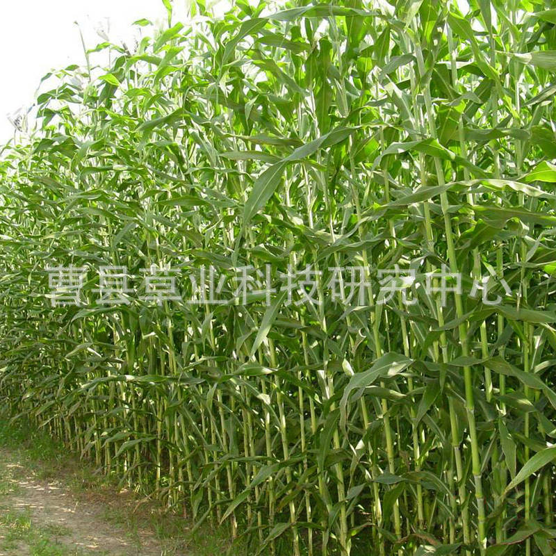 20091212092240447886