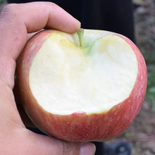 Shanxi Yuncheng trái cây giòn đỏ Fuji túi táo xấu xí 70-75mm hoặc hơn tổng trọng lượng 5 kg Táo