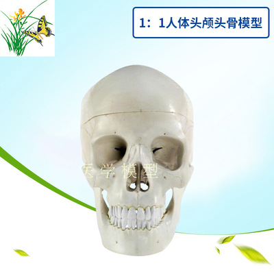 1比1头颅人体头骨自然大成人头颅骨 教学医学 美术头颅骨头骨模型|ms
