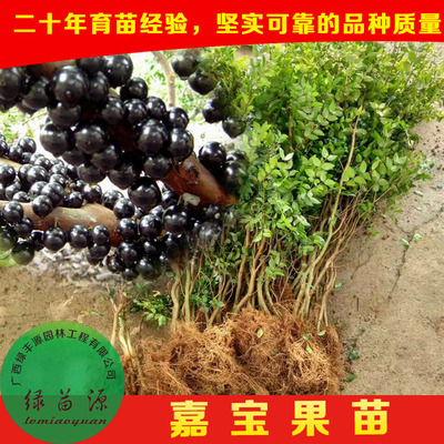 树葡萄树苗 嘉宝果苗 宝贵果树可带土发货 基地直销批发零售|ms