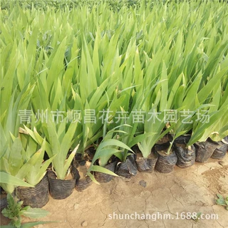 蝴蝶兰鸢尾  多年生草本植物花坛庭院地被宿根湿地绿化鸢尾