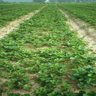 哪里的草莓苗信誉好 章姬草莓苗求购 江西地区草莓哪个品种适合