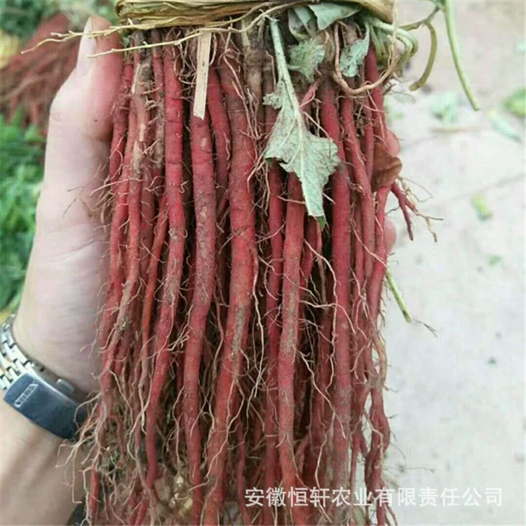 Оптовая продажа высококачественных улучшенных новых сортов, высококачественных саженцев милтиорриз, прямые продажи из происхождения, большое количество, улучшенных фиолетовых саженцев чилвии митиморрозы.