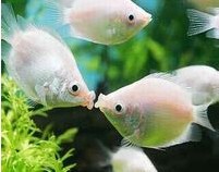 �����~ �H���~ kiss�~ �����~ �Ꭷ�~ �^�p�~