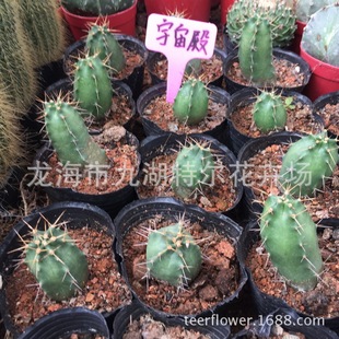 ���������� ����� �҃�����ֲ�� ��5CM����o��