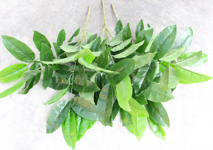 XRB-006核桃五叉枝立体4