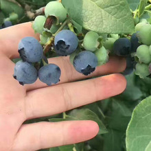 �{ݮ����س��������{ݮ�� ���F�{ݮ��  �W�᠖ �����{ݮ�硣