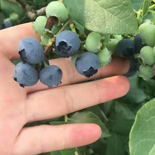 �������l�����{���{ݮ����� �r�񃞻ݱ���l؛����ɽY���{ݮ��