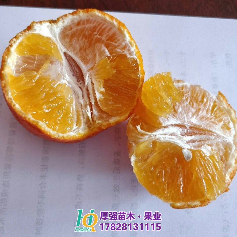 柑橘苗价格 四川柑橘苗批发 四川柑橘苗