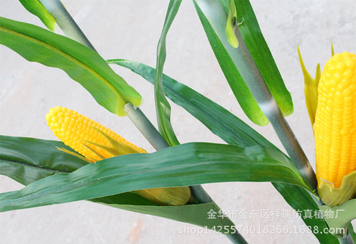 XRB-173 174玉米单枝9叶1果150厘米(春 7