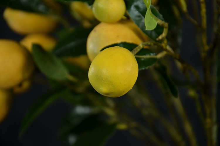 2-7黄色欧罗柠檬