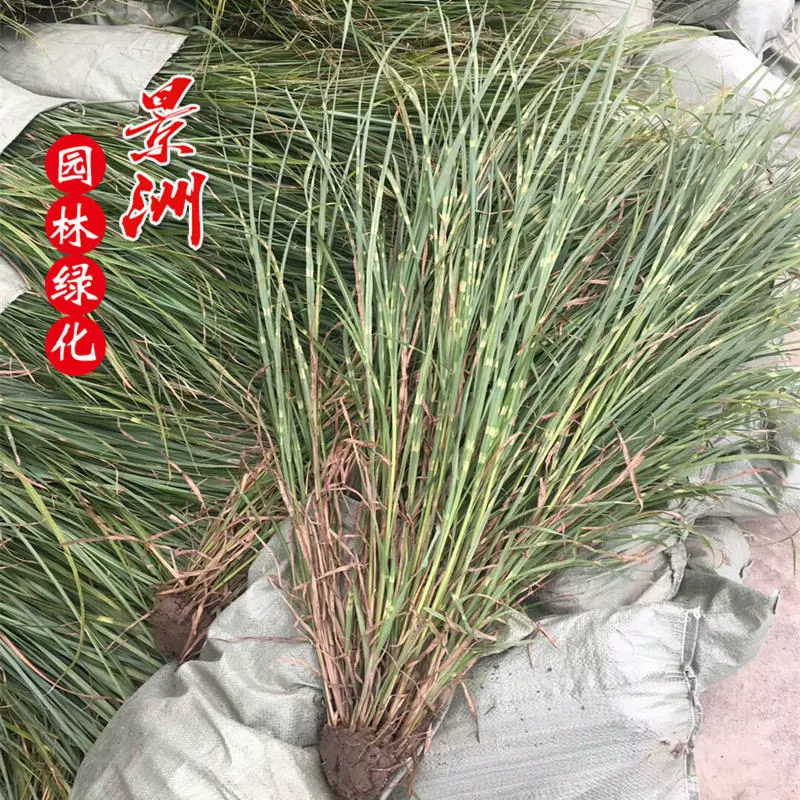 Мелколистный тент почвопокровное растение водно-болотное водное растение пятнистый листовой мискантус трава озеленение растение трава