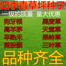 草坪种子早熟禾草籽百喜草百慕大果岭草种子品种全量大优高出芽率