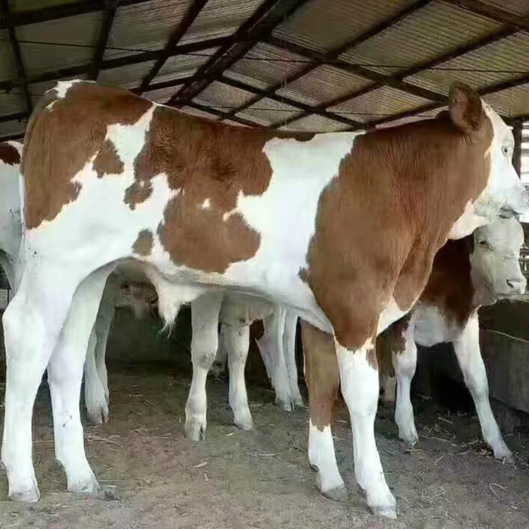 鲁西黄牛鲁西黄牛鲁西黄牛鲁西黄牛鲁西黄牛鲁西黄牛鲁西黄牛鲁西黄牛养殖场专供 供应肉牛健 鲁西黄牛牛养殖场直销 大量供应鲁西黄牛养殖场专供 供应肉牛健 鲁西黄牛牛养殖场直销 大量供应鲁西黄牛苗价格广西肉牛多少钱一条母牛多少钱