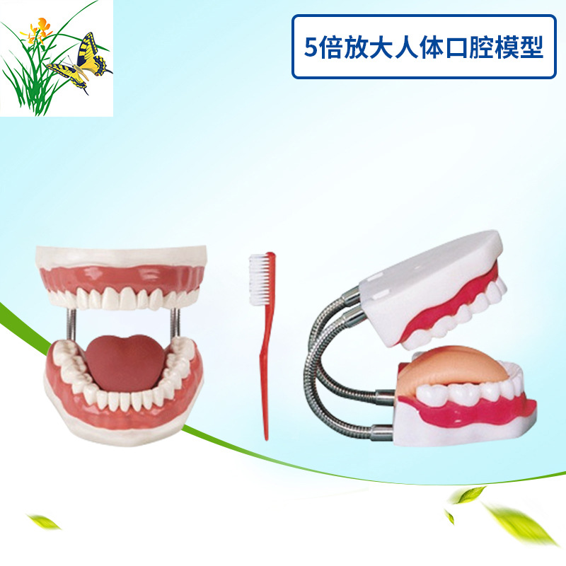 Health care model human body Tooth nursing Model Teeth mold 6 times enlarge human body oral cavity Denture gums