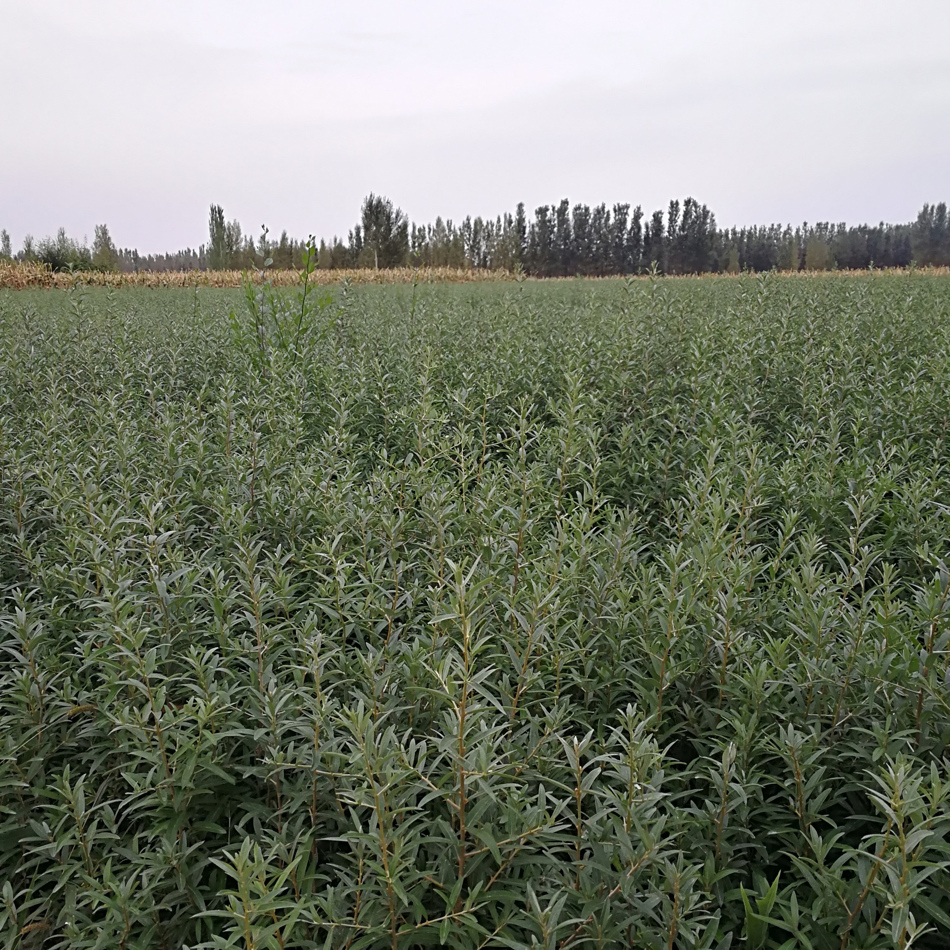 供应大果沙棘树苗 两年生沙棘黑刺苗 30-150公分-阿里巴巴