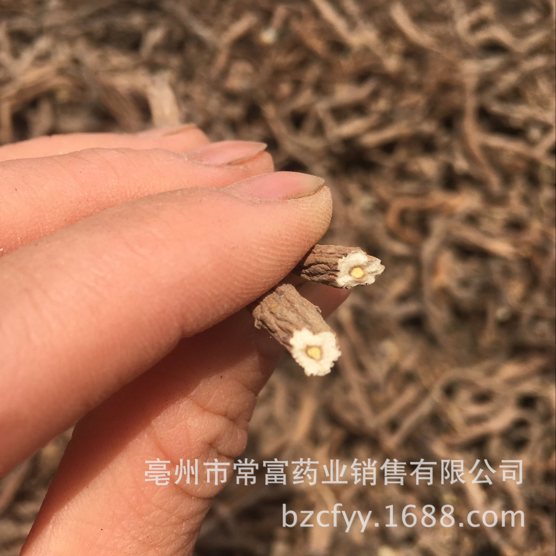 Dandelion Root Tea Pu Gong Ying Gen Washed Dried Roots for Herbal Infusions and Decoctions 500g specifications