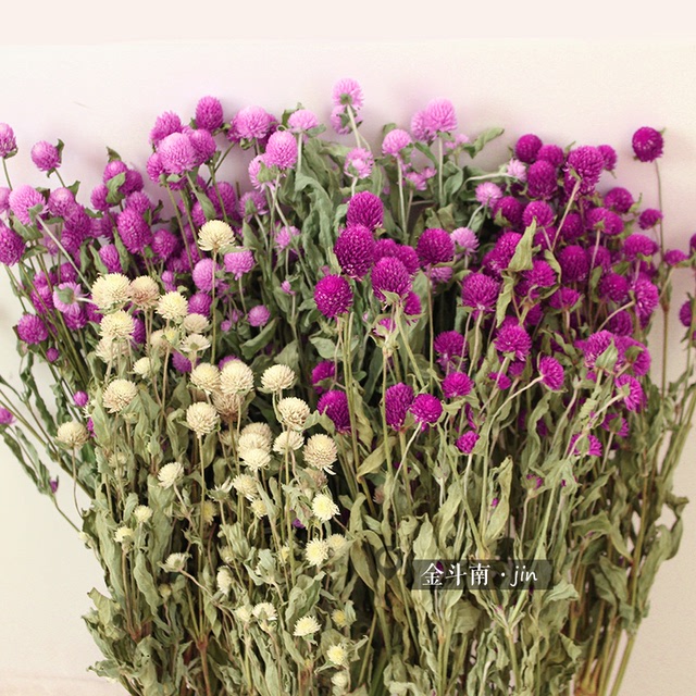 Amaranth khô bó hoa bất tử Vân Nam khô cắm hoa Tự làm vòng hoa hoa hoa với cơ sở cỏ tiếp thị trực tiếp Hoa khô hay
