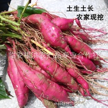 25����؛��Ŀɽ��Ŀ�lζС�����R���t�����r�߲�С����  �����ع�