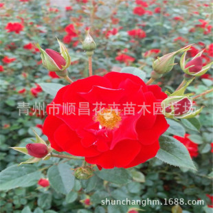 �����̨ͥԺ�^�p�¼� �����^�p�tñ�¼��� �������l���tñ�¼�