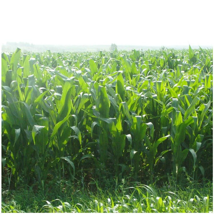 [Dragon Horticulture] Корм Мексика Кукуруза Трава Курица Утка Гусь Крупный рогатый скот Овцы Большое количество Скидка Добро пожаловать