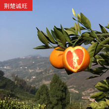 红肉脐橙价格_最新红肉脐橙价格\/批发报价_红